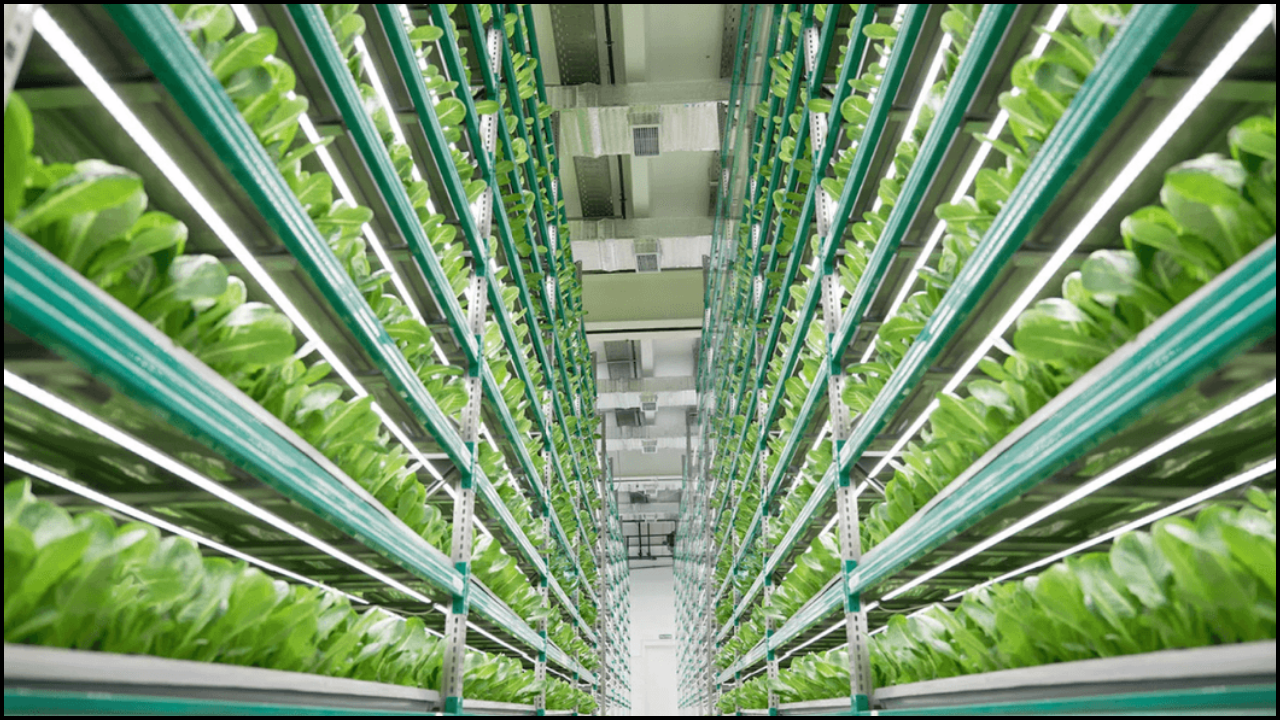 Vertical Farming: The Bright Future of Food