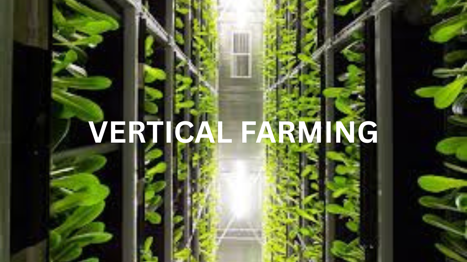 Vertical Farming: The Latest Innovations in Modern Agriculture